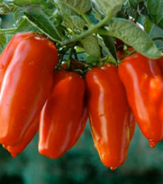 Pomodori San Marzano