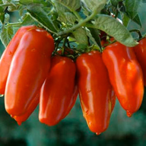 pomodori_san_marzano